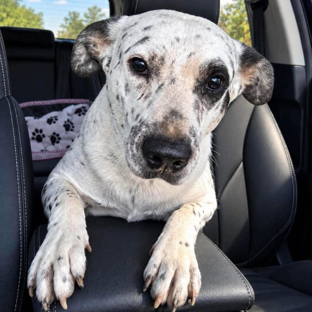 Photo of Domino, adoptable Terrier, American Staffordshire / Mixed Breed (Medium) in Whitestone, New York