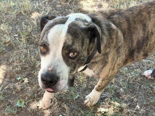 Photo of King Cobra, adoptable Pit Bull Terrier in Tulsa, Oklahoma