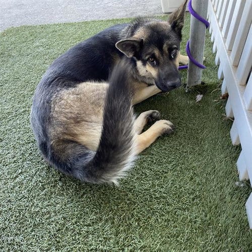 Photo of A614826, adoptable German Shepherd Dog in Modesto, California