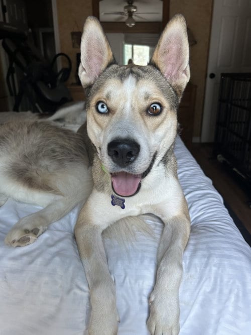 Photo of Zha, adoptable Siberian Husky in St. Louis, Missouri