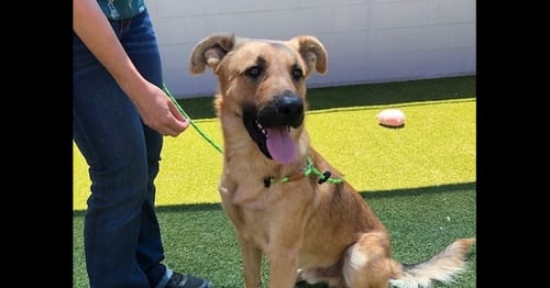 Photo of Chester, adoptable German Shepherd Dog in Cupertino, California