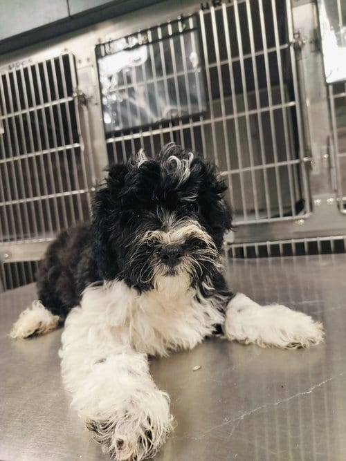 Photo of Deborah, adoptable Poodle (Miniature) in Chatsworth, California