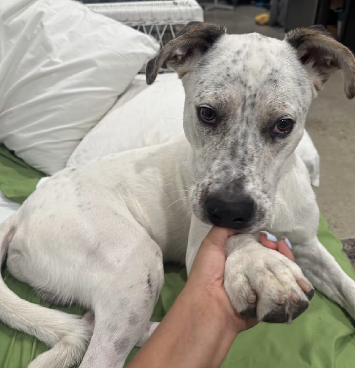 Photo of Dalmatian Australian Cattle Dog, adoptable Southern CA , CA in Atlas-Fresno, California