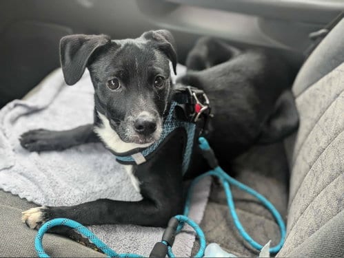 Photo of Kahlo, adoptable Unknown breed in Coralville, Iowa