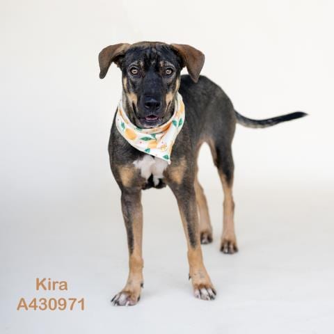 Photo of Kira, adoptable German Shepherd Dog in Conroe, Texas