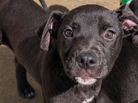 Photo of Stetson, adoptable Australian Cattle Dog/Blue Heeler in Redwood City, California