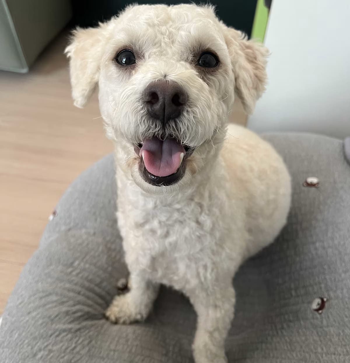 Photo of Dali, adoptable Bichon Frise Poodle (Toy or Tea Cup) in Georgetown, District of Columbia