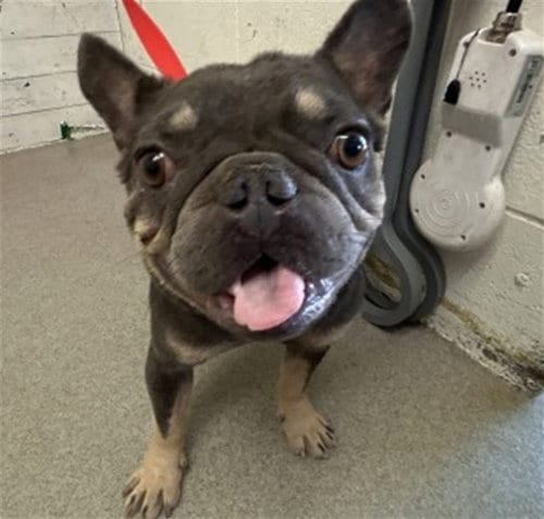 Photo of Jared, adoptable French Bulldog in San Bernardino, California