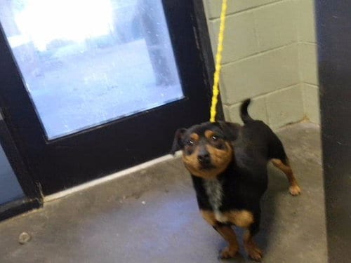 Photo of Benji, adoptable Dachshund in Tulsa, Oklahoma