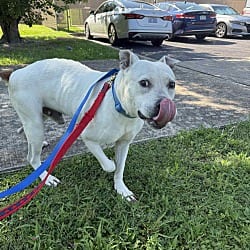 Photo of Nick, adoptable American Bulldog in Liberty, South Carolina