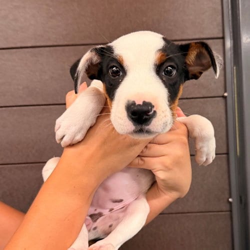 Photo of Quinn, adoptable Unknown breed in Rancho Santa Fe, California