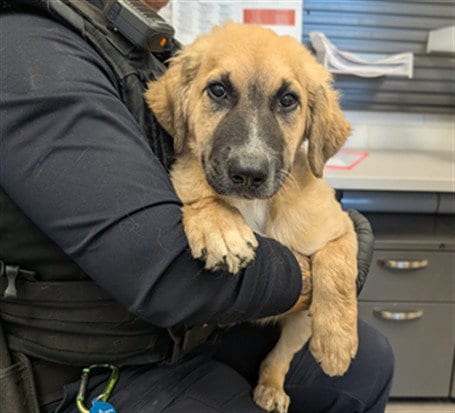 Photo of Charlie, adoptable German Shepherd Dog in Mesa, Arizona