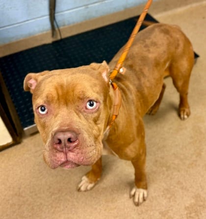 Photo of Nezime, adoptable dog in Chamblee, Georgia