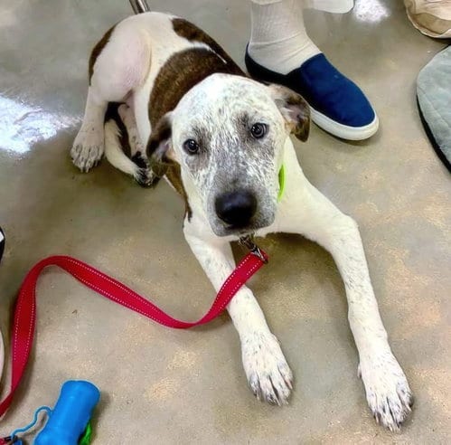 Photo of Freckles, adoptable Pointer in Alexander, Arkansas