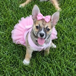 Photo of Snickers, adoptable Chihuahua Mixed Breed (Small) in Overland Park, Kansas