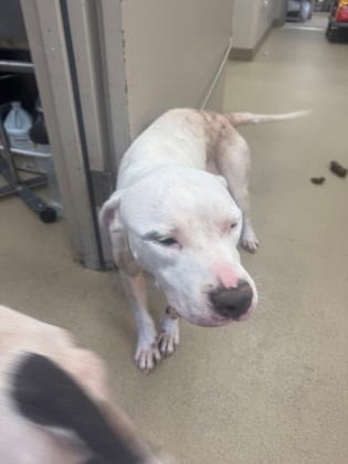 Photo of Sunshine, adoptable dog