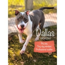 Photo of Dallas, adoptable American Pit Bull Terrier in Texas City, Texas