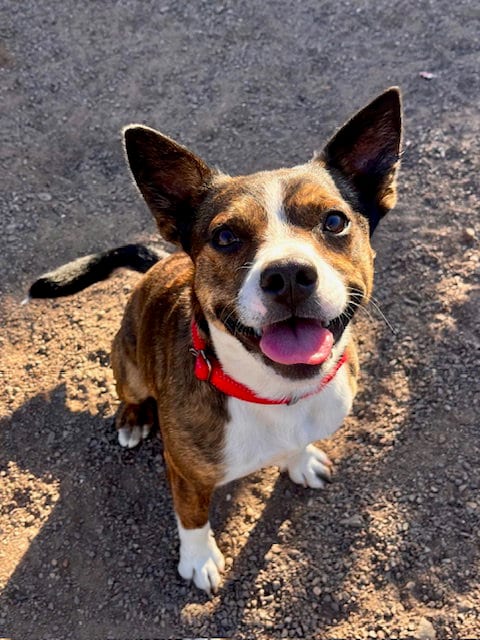 Photo of Sprout, adoptable Terrier in Webster, Wisconsin