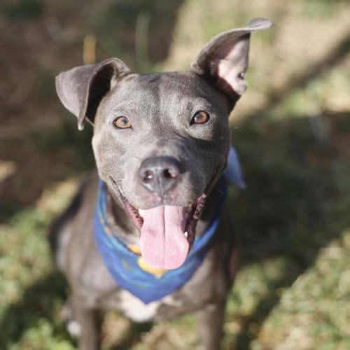 Photo of Macadamia, adoptable American Staffordshire Terrier in San Antonio, Texas