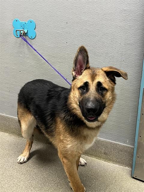Photo of Buddy, adoptable German Shepherd Dog in Las Vegas, Nevada
