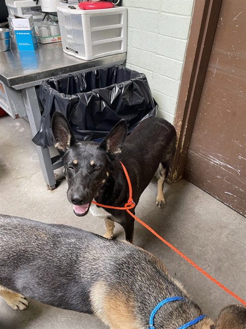 Photo of China, adoptable German Shepherd Dog in Stockton, California