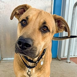 Photo of Toucan, adoptable German Shepherd Dog in Golden, Colorado
