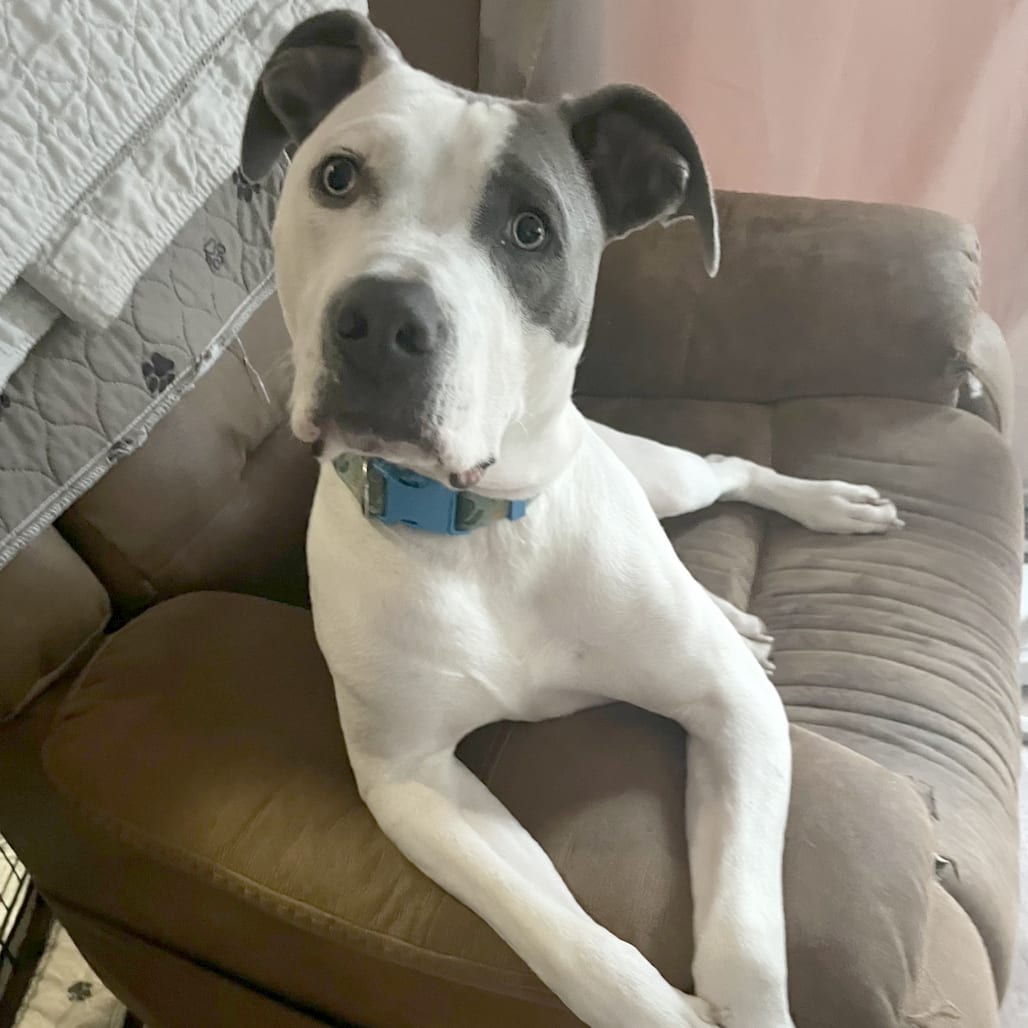 Photo of Flirt (Galentine litter), adoptable Mixed Breed (Medium) in St. Louis, Missouri