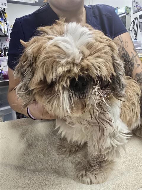 Photo of Popeye, adoptable Shih Tzu in Albuquerque, New Mexico
