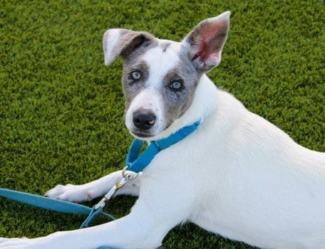 Photo of Minnow, adoptable Australian Cattle Dog/Blue Heeler in Martinez, California