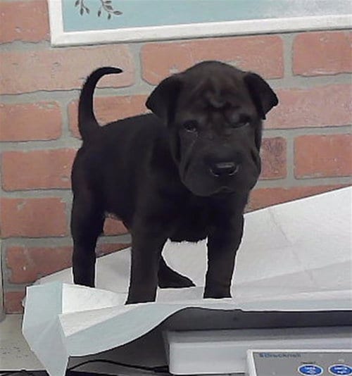 Photo of Smoke, adoptable Chinese Shar-Pei in Houston, Texas