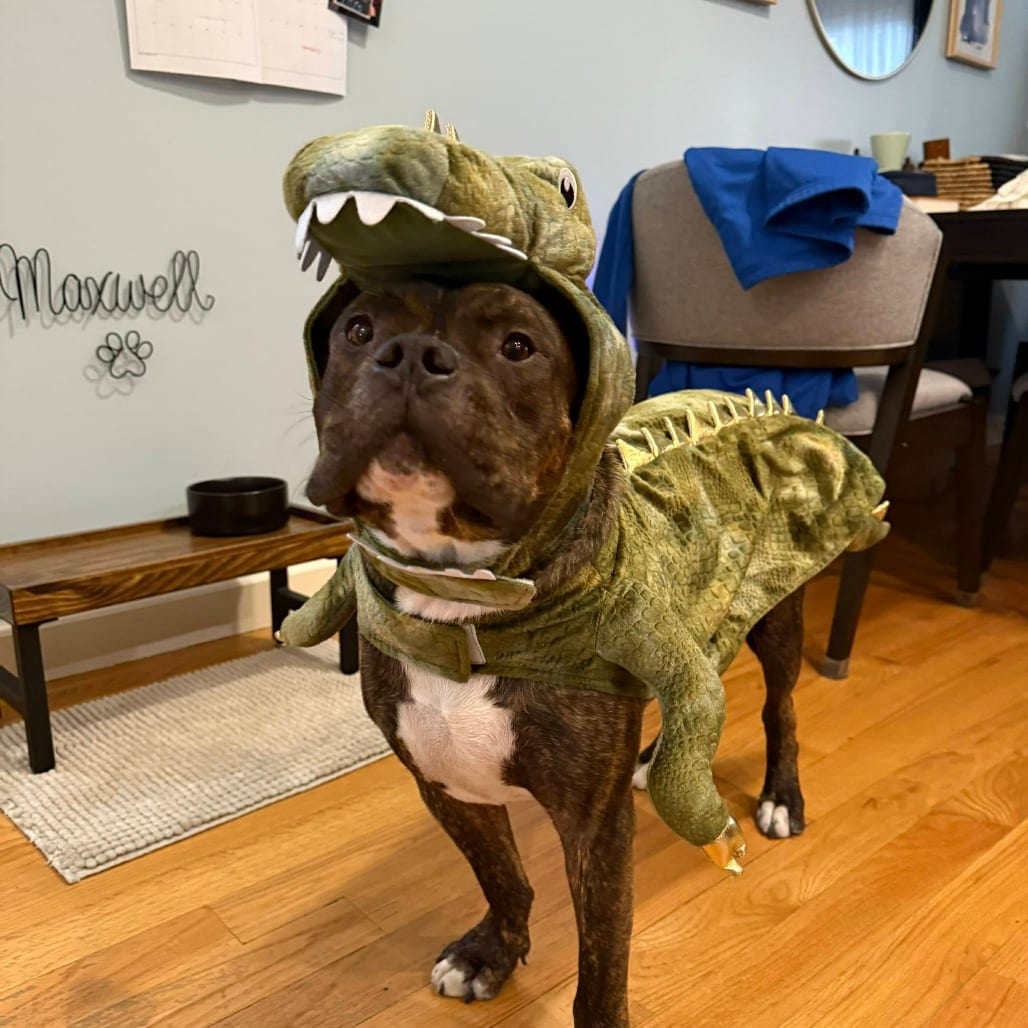 Photo of Draco, adoptable Terrier, American Staffordshire / Mixed Breed (Medium) in Whitestone, New York