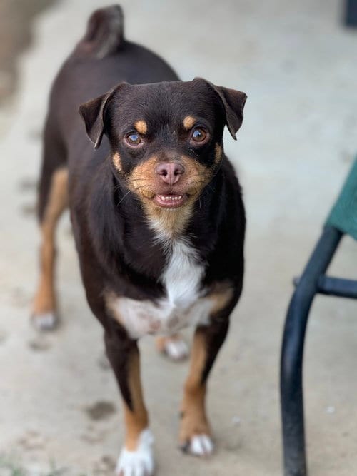 Photo of Junior, adoptable Pug in Banning, California