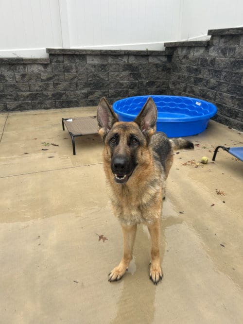 Photo of Korra, adoptable German Shepherd Dog in Lancaster, Pennsylvania