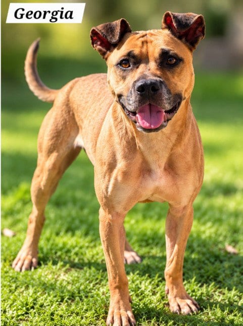 Photo of Georgia, adoptable Boxer in Derwood, Maryland
