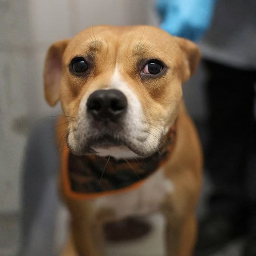 Photo of AL, adoptable American Staffordshire Terrier in San Antonio, Texas