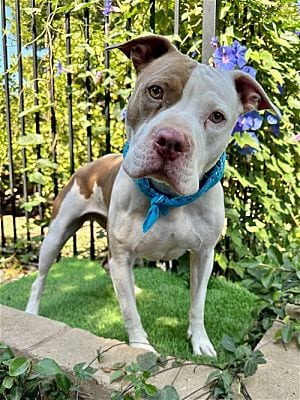 Photo of Ziggy, adoptable American Pit Bull Terrier in La Verne, California