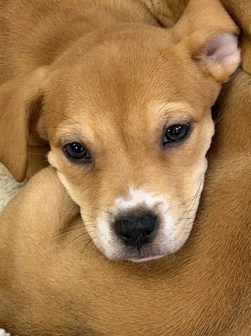 Photo of Sabine, adoptable Labrador Retriever in The Woodlands, Texas
