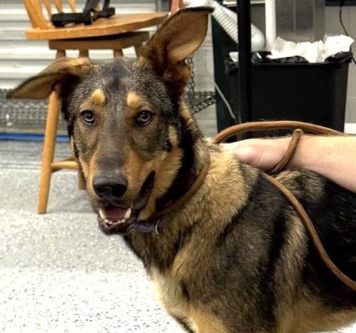 Photo of Legend, adoptable Shepherd in Carrollton, Georgia