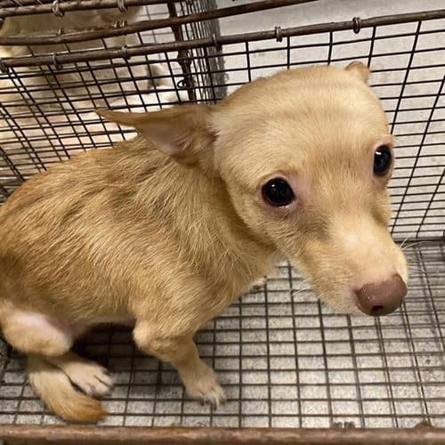 Photo of A614795, adoptable Chihuahua in Modesto, California