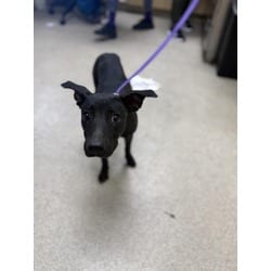 Photo of Gizmo, adoptable German Shepherd Dog in Jurupa Valley, California