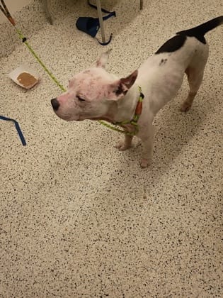 Photo of Clap, adoptable dog in Atlanta, Georgia