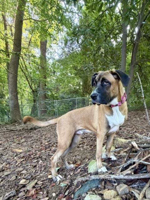 Photo of Honda, adoptable Hound in Chapel Hill, North Carolina
