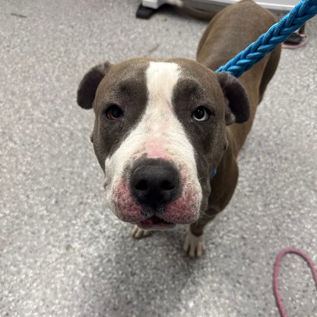 Photo of Lovey, adoptable Terrier, American Staffordshire in Henderson, Nevada