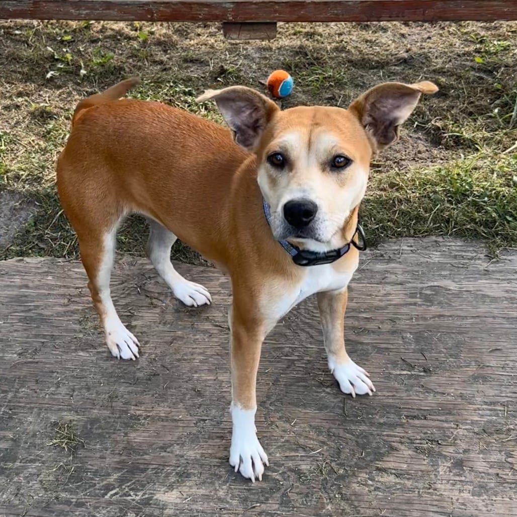 Photo of Louise, adoptable Terrier, American Staffordshire / Mix in Chesapeake, Virginia