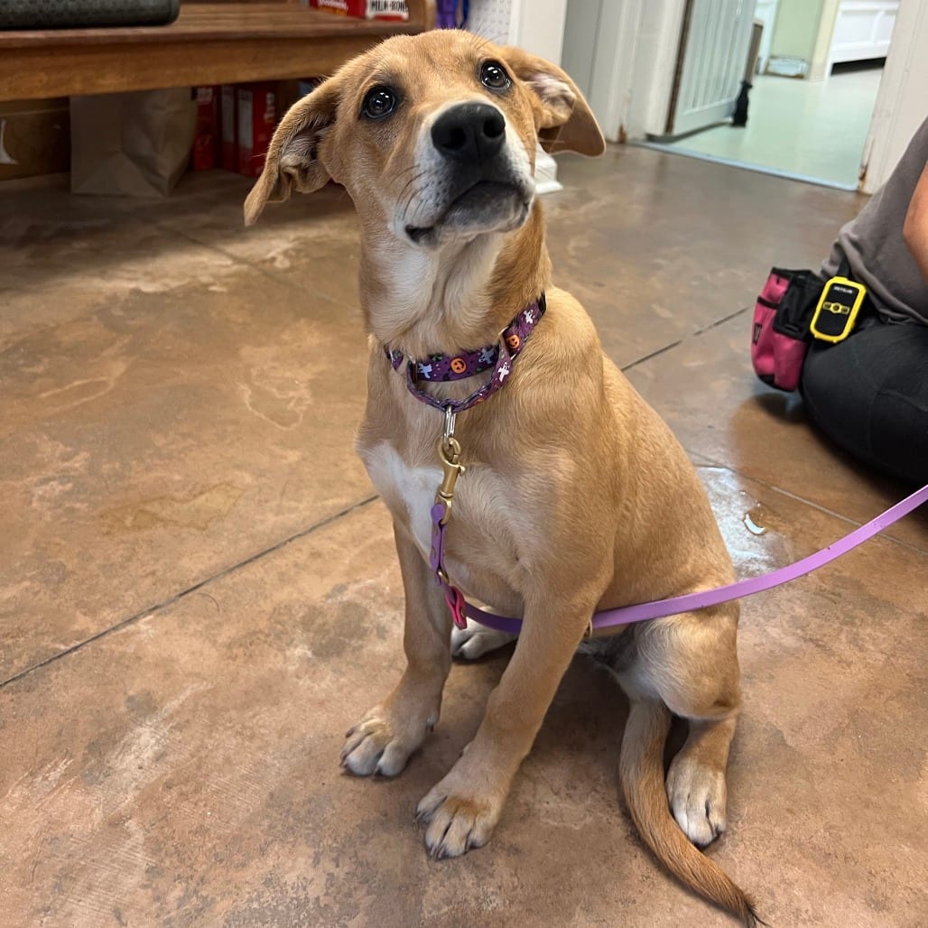 Photo of Noelle, adoptable Shepherd / Terrier, Pit Bull in Riverwoods, Illinois