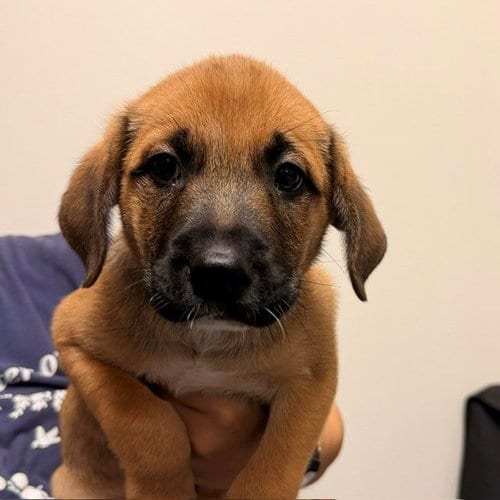Photo of Dante, adoptable Unknown breed in Rancho Santa Fe, California