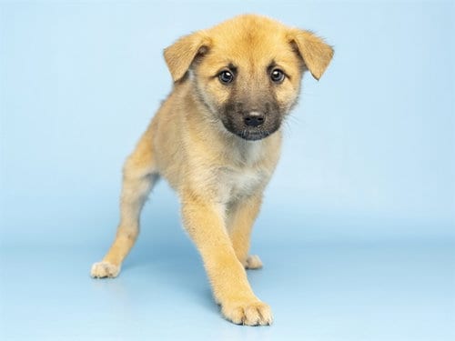 Photo of Dorinda, adoptable Australian Shepherd in Phoenix, Arizona