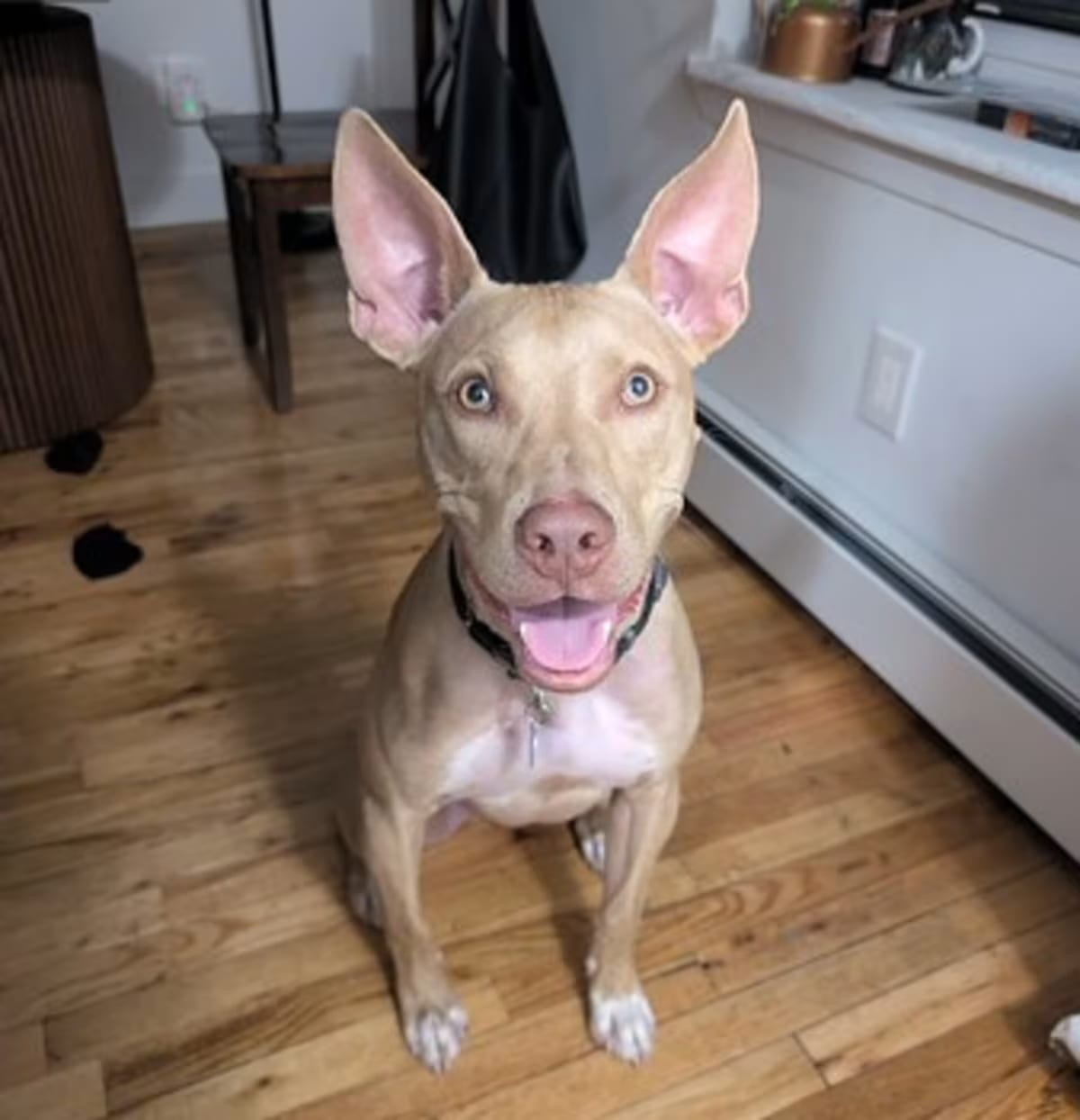 Photo of Jaro, adoptable Pharaoh Hound in New York, New York