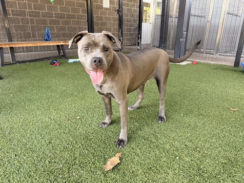 Photo of Astraea, adoptable Staffordshire Bull Terrier in Garland, Texas