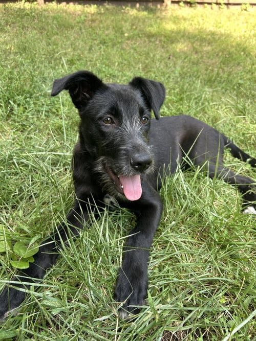 Photo of Bo Peep, adoptable Terrier in Gilberts, Illinois